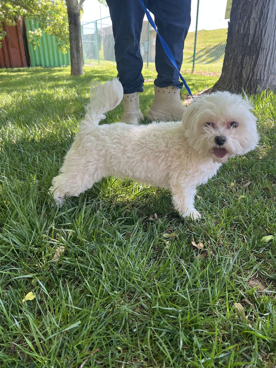 3 year old Maltese Female