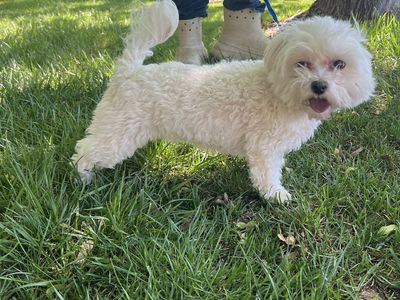 3 year old Maltese Female
