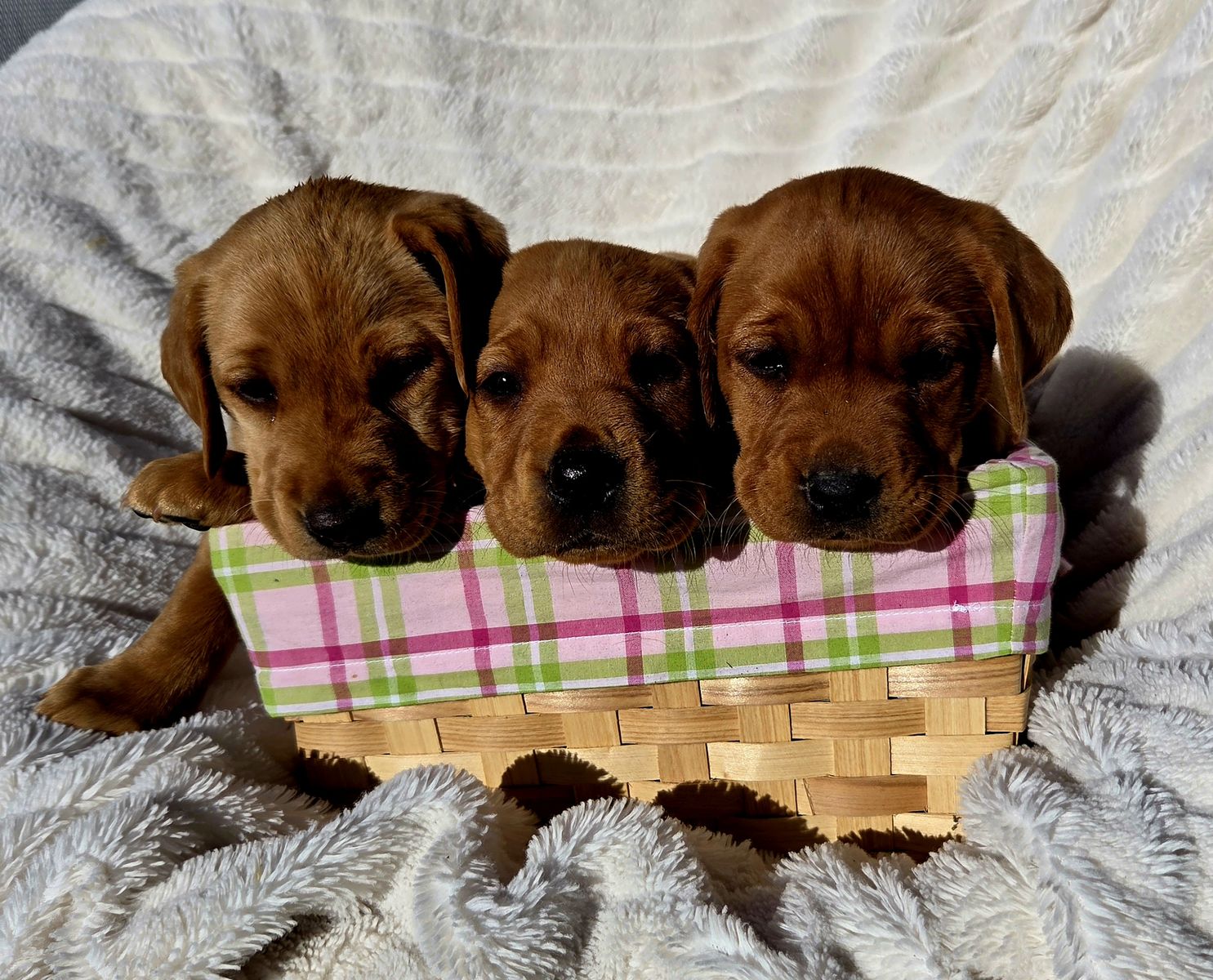 Akc Registered Purebred Fox Red Lab Labrador Puppies!