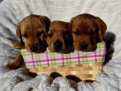 Akc Registered Purebred Fox Red Lab Labrador Puppies!