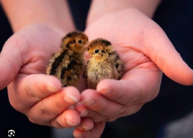 Jumbo Brown Coturnix Quail Chicks