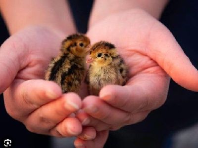 Jumbo Brown Coturnix Quail Chicks