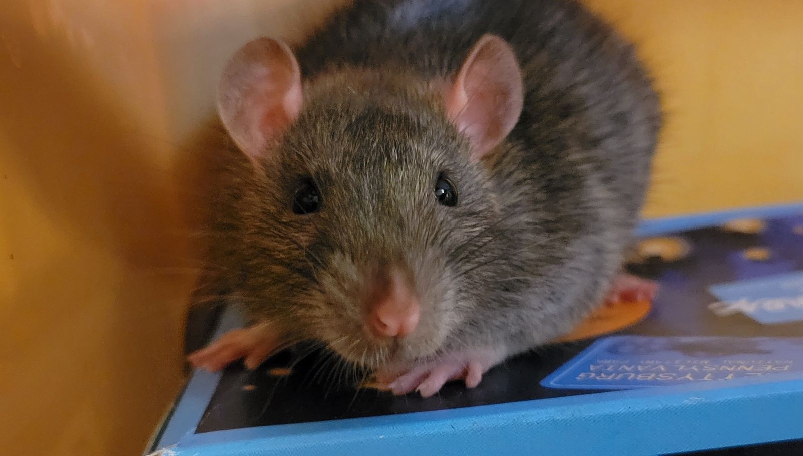 Adorable Male Fancy Rat
