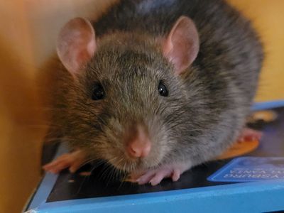 Adorable Male Fancy Rat