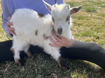 Buckling Bottle Baby