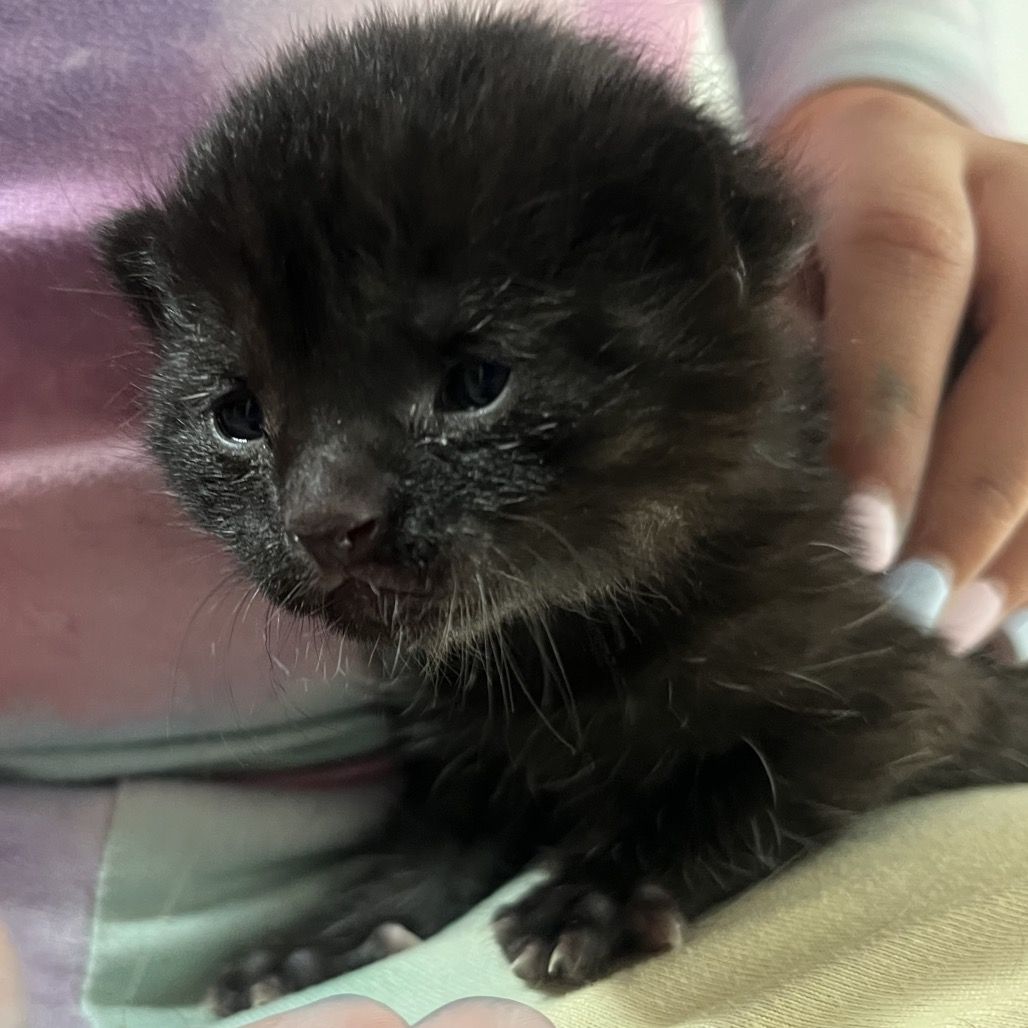 Hello my name is Hops