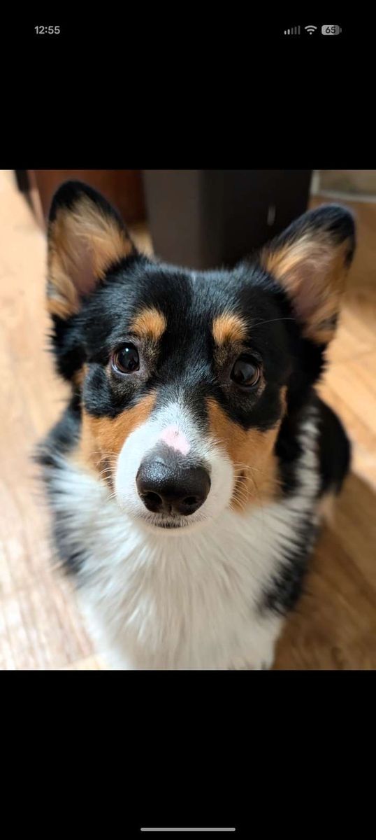 Puffs the Corgi
