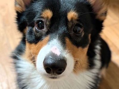 Puffs the Corgi