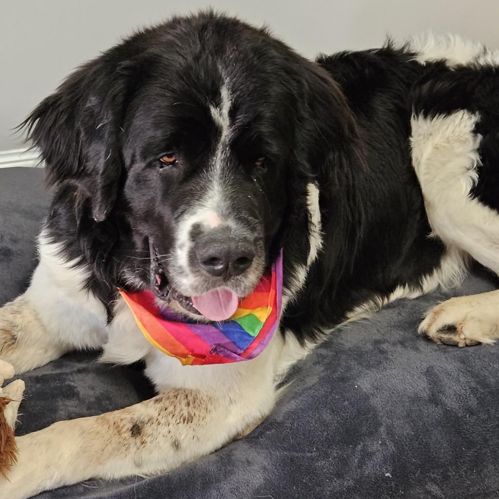 Hello my name is Oakley