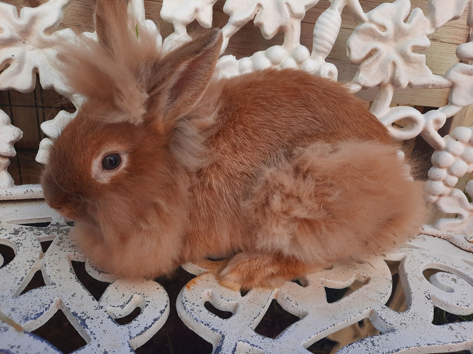 Lionhead Mix Bunny-Buck