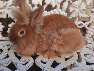 Lionhead Mix Bunny-Buck