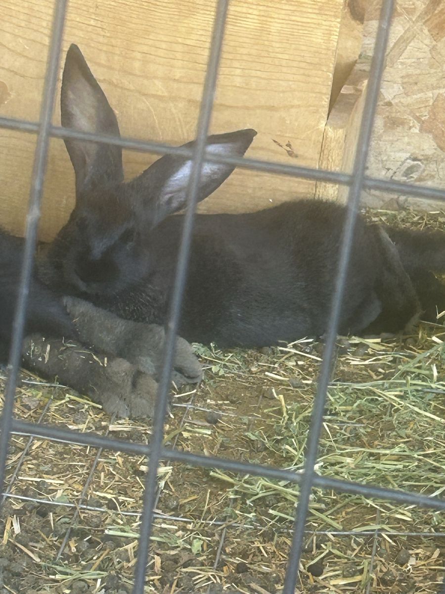 Flemish Giant