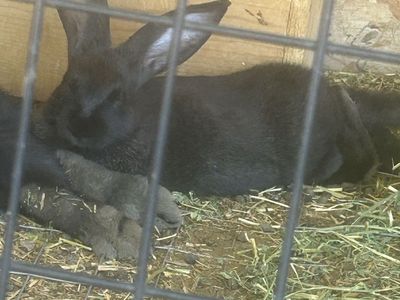 Flemish Giant