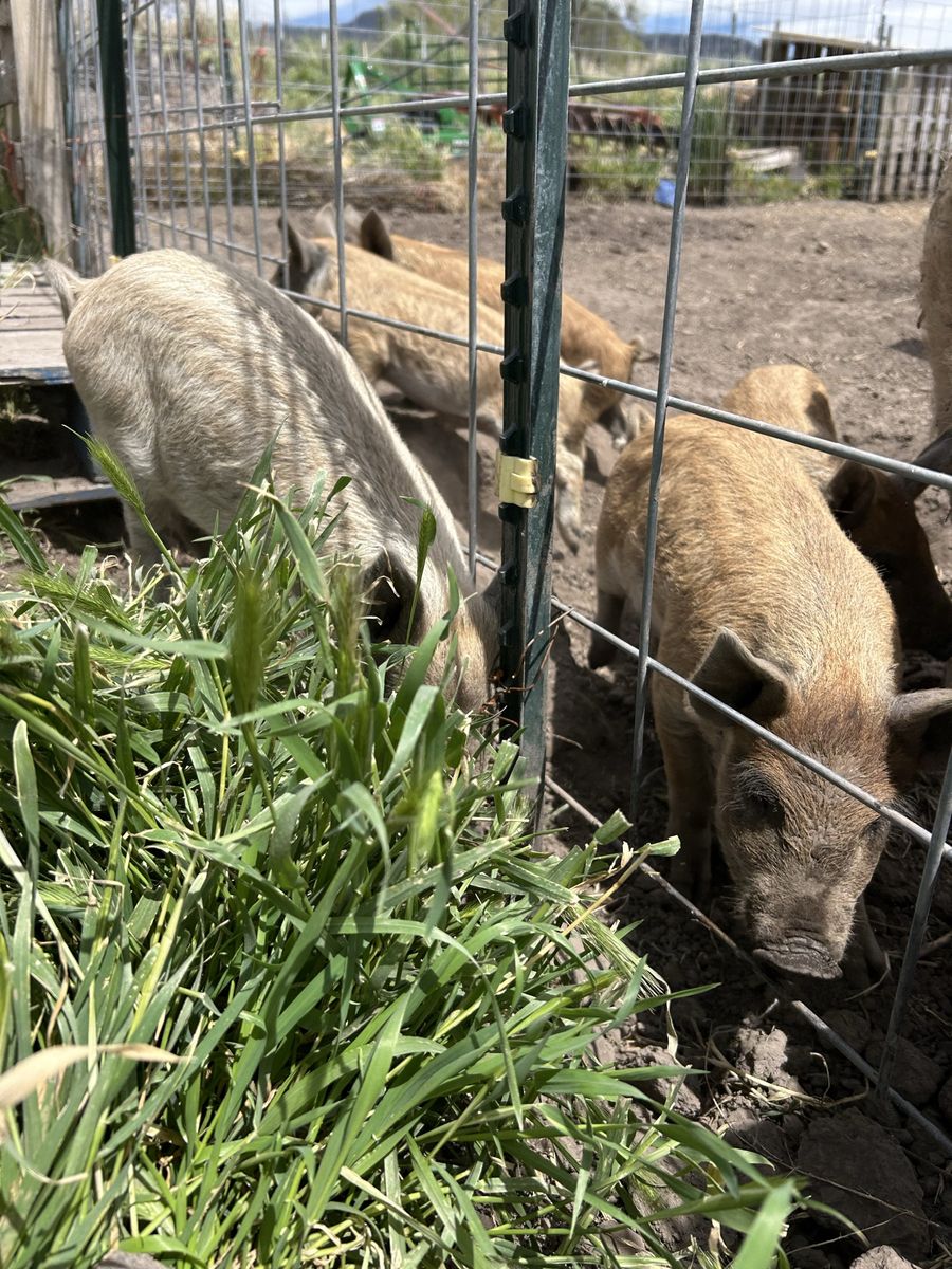 Mangalista Piglets