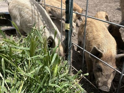 Mangalista Piglets