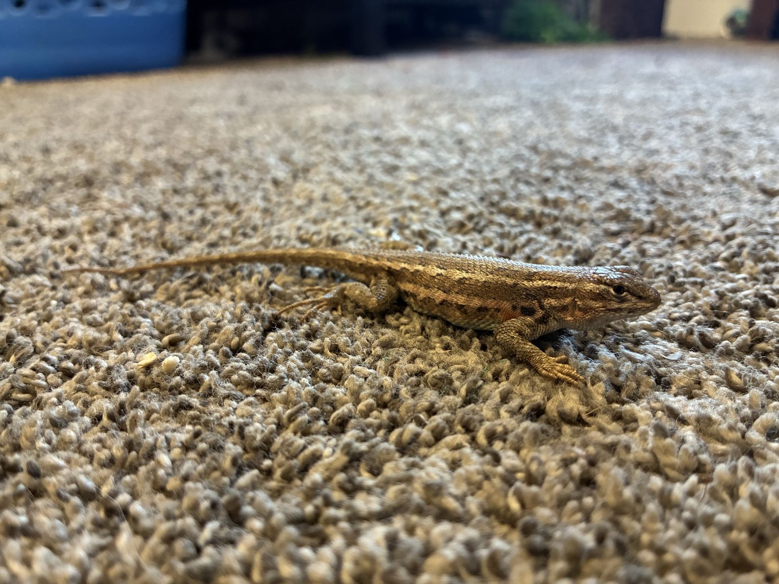Sagebrush lizards and tank