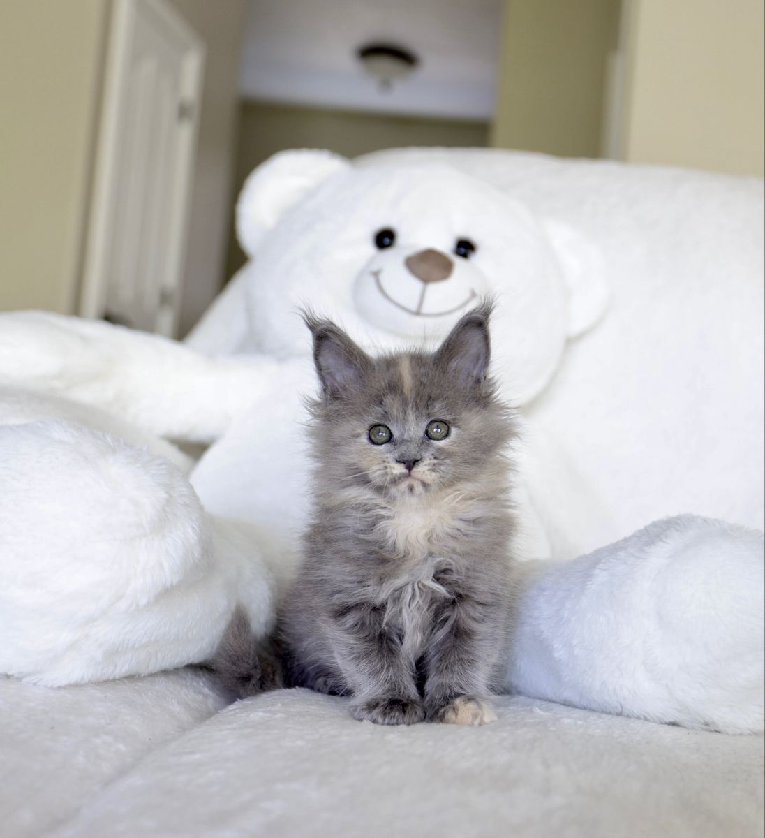 Tica Registered Maine coon kittens