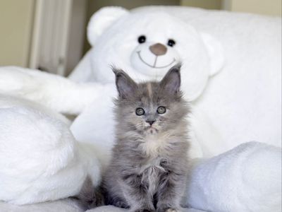 Tica Registered Maine coon kittens