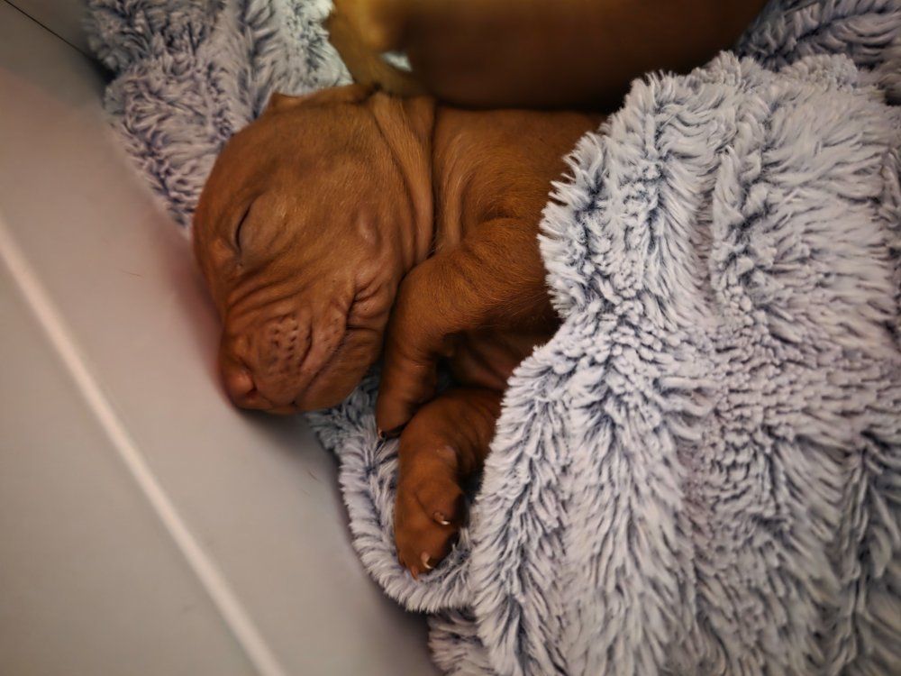 VIZSLA PUPPIES