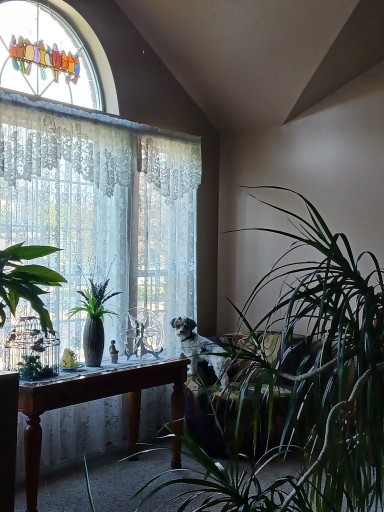 Brand New Lace Curtains