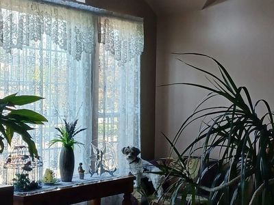 Brand New Lace Curtains