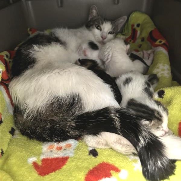 Hello my name is Tilde