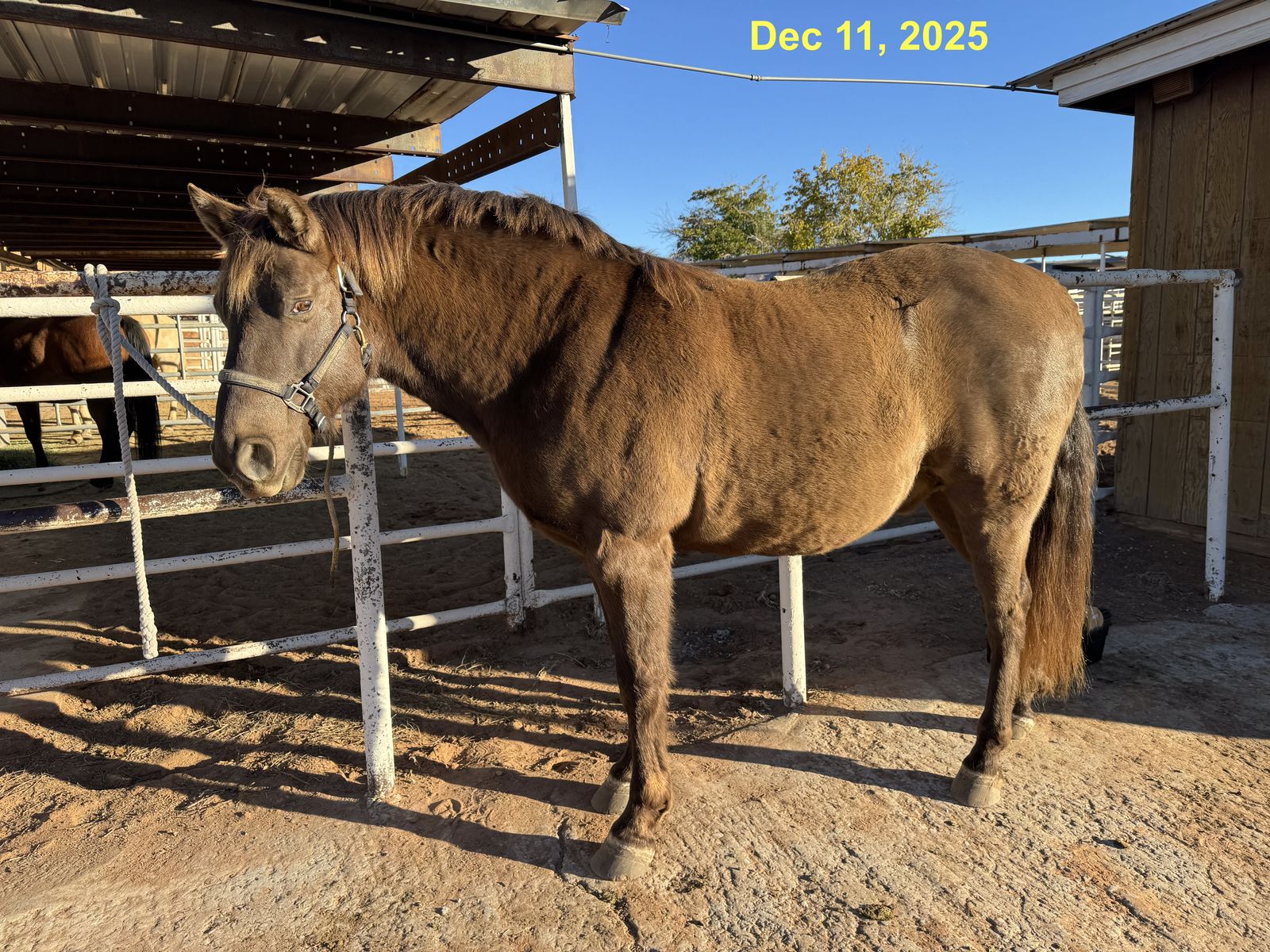 13 yr Rocky Mountain Gelding