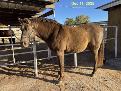 13 yr Rocky Mountain Gelding
