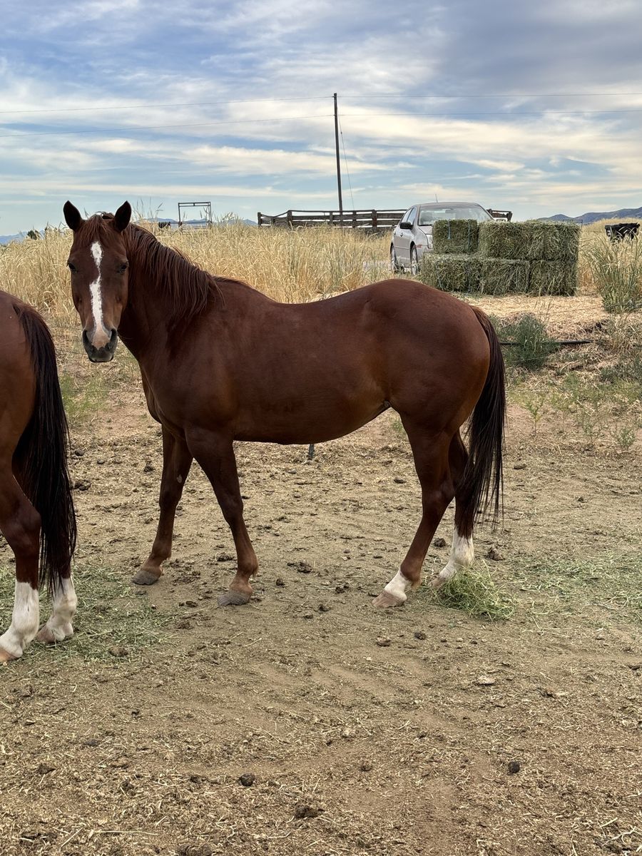 Project Mare Priced to Sell – $500 OBO
