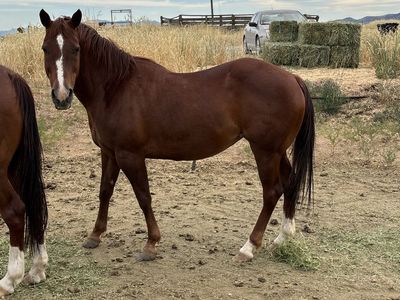 Project Mare Priced to Sell – $500 OBO