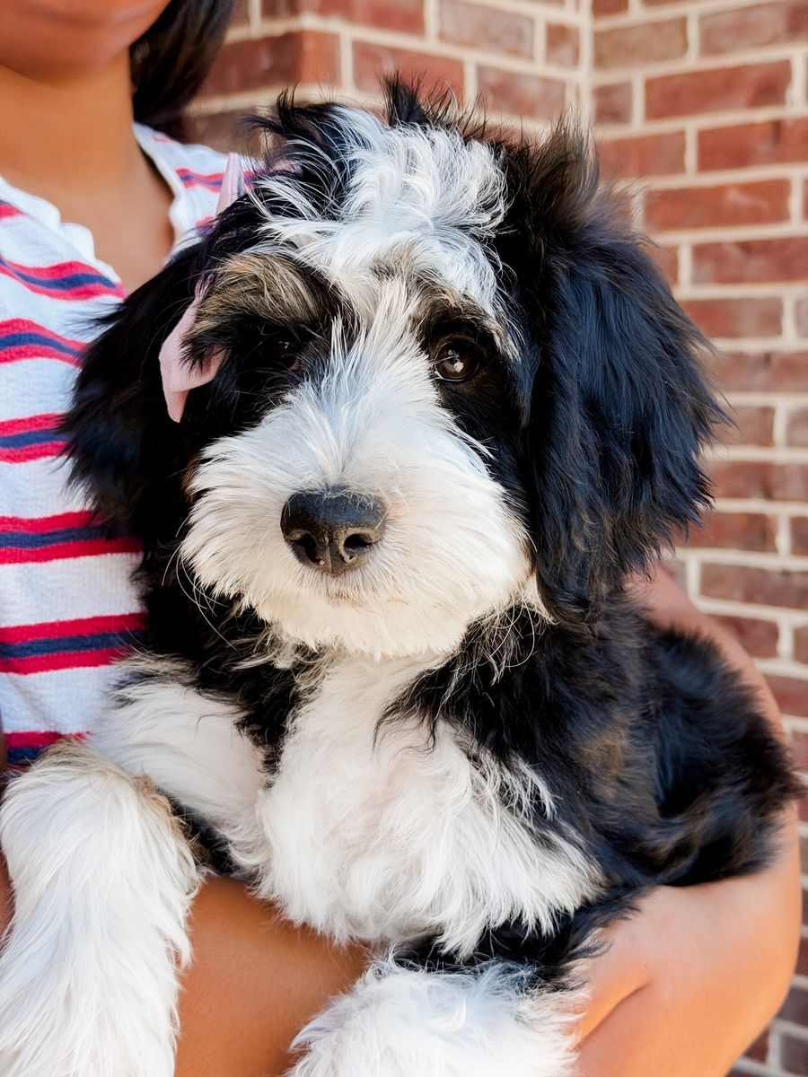 Mini multigen Bernedoodle - Female