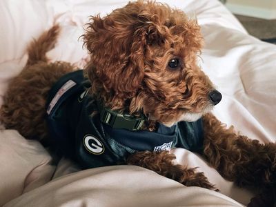 Packer – 17-Week-Old F1BB Mini Goldendoodle – $1,300