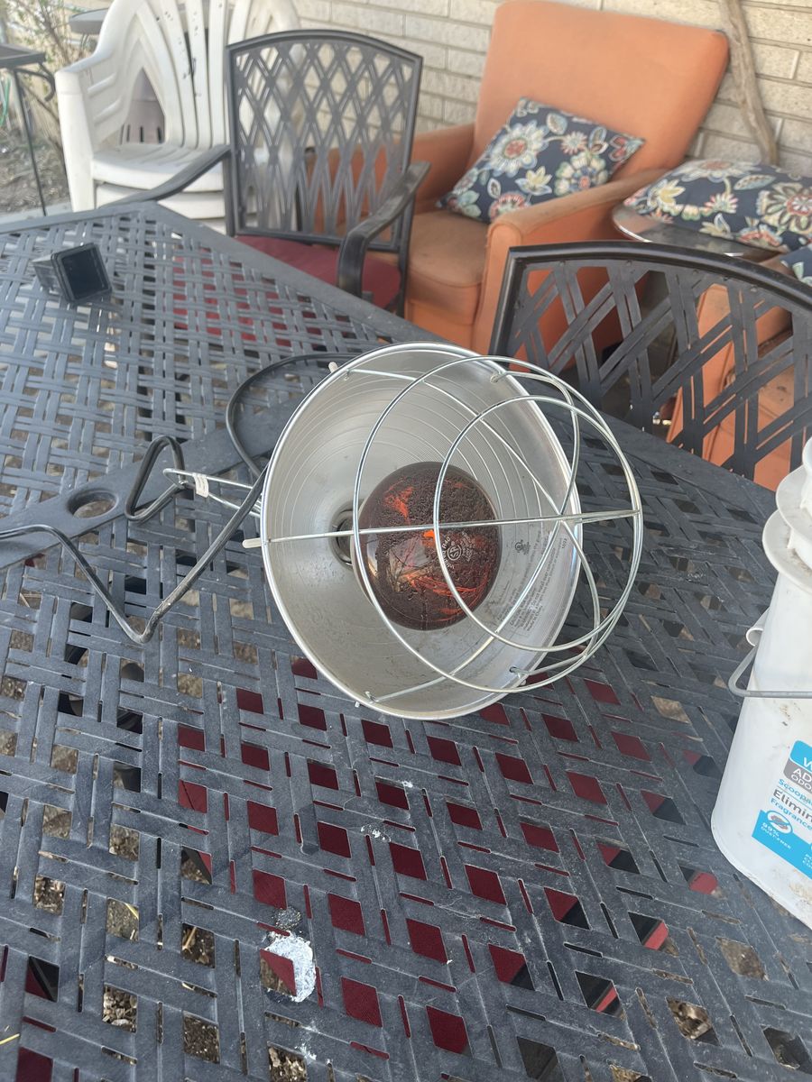 Chicken lamp and water heater