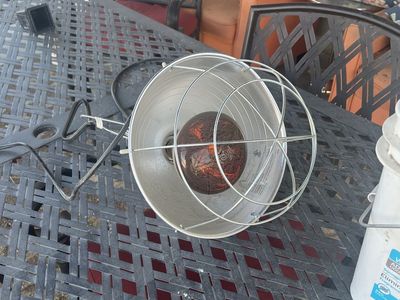 Chicken lamp and water heater