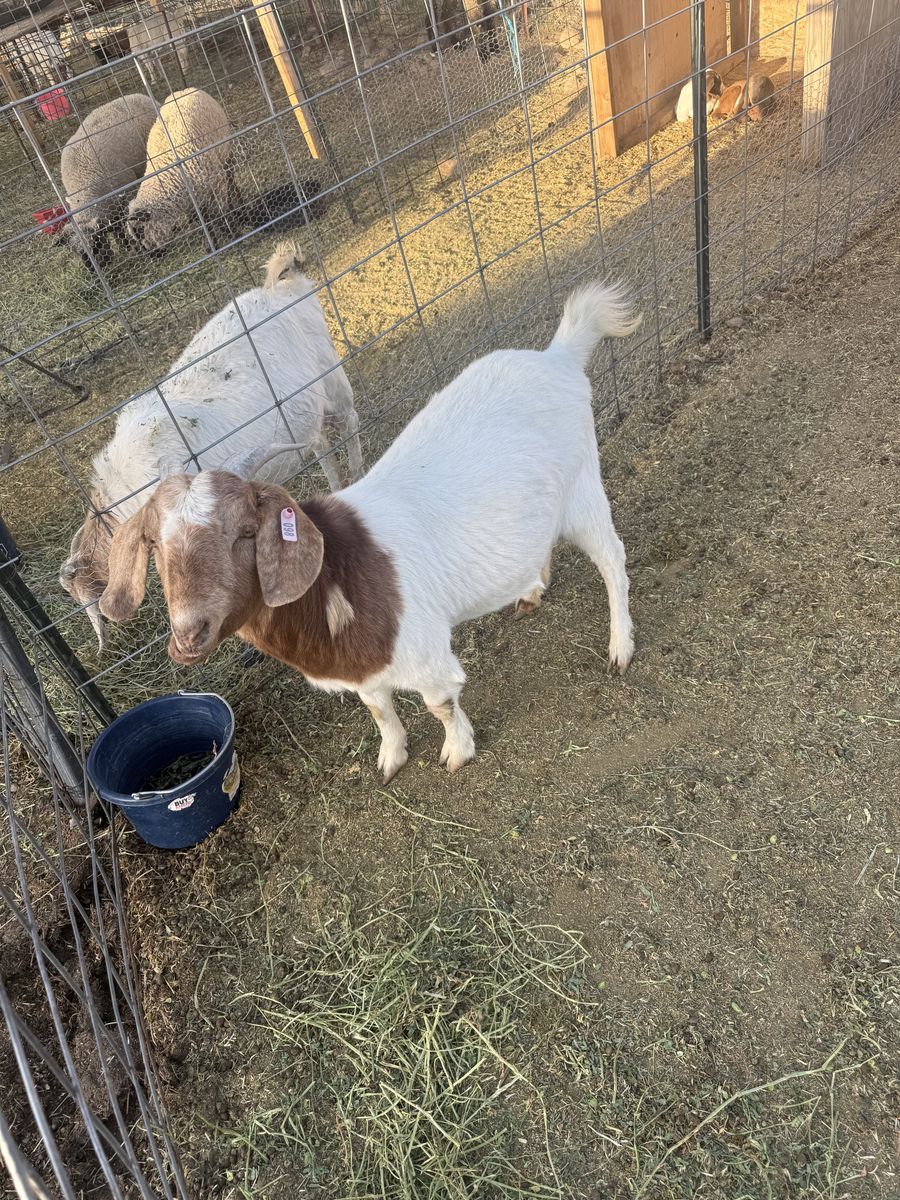 Female Boer Goat