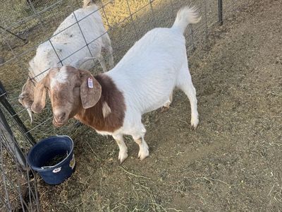 Female Boer Goat