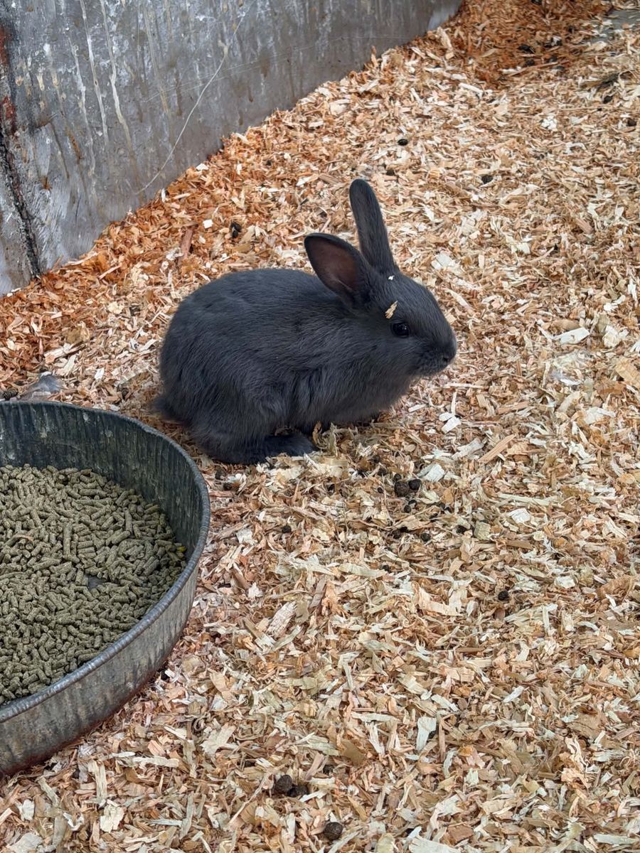 Bunny