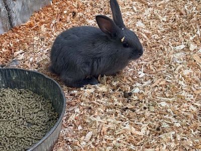 Bunny