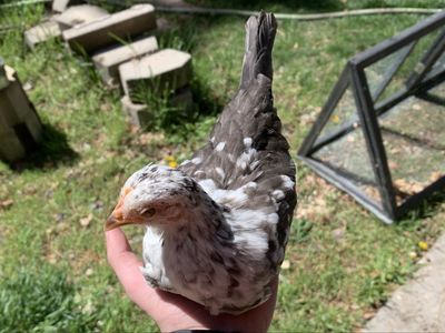 Speckled Serama--Coop Ready Started Pullet