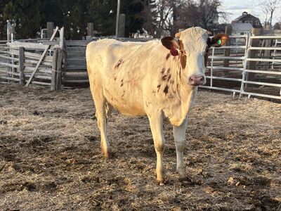 Dairy heifers bred to a beef bull
