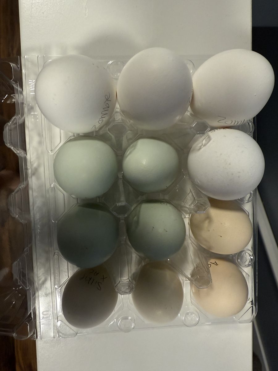 Hatching Eggs Available Ayam Cemani and Fibro Crosses
