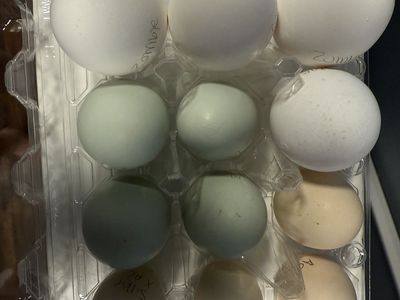 Hatching Eggs Available Ayam Cemani and Fibro Crosses