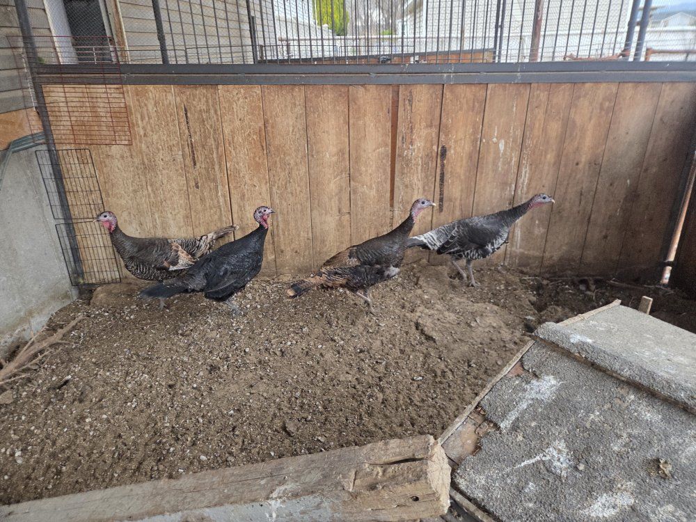 4 Narragansett Turkey Hens
