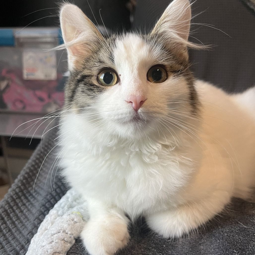 Hello my name is Walker