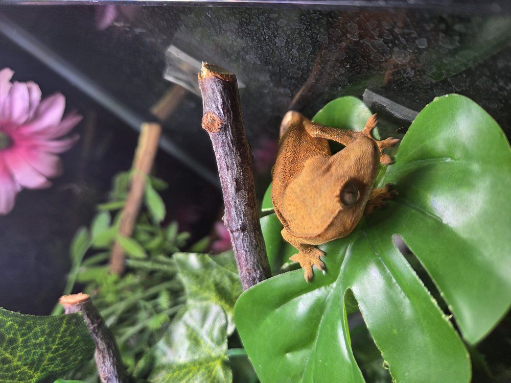 crested gecko + tank, light, food