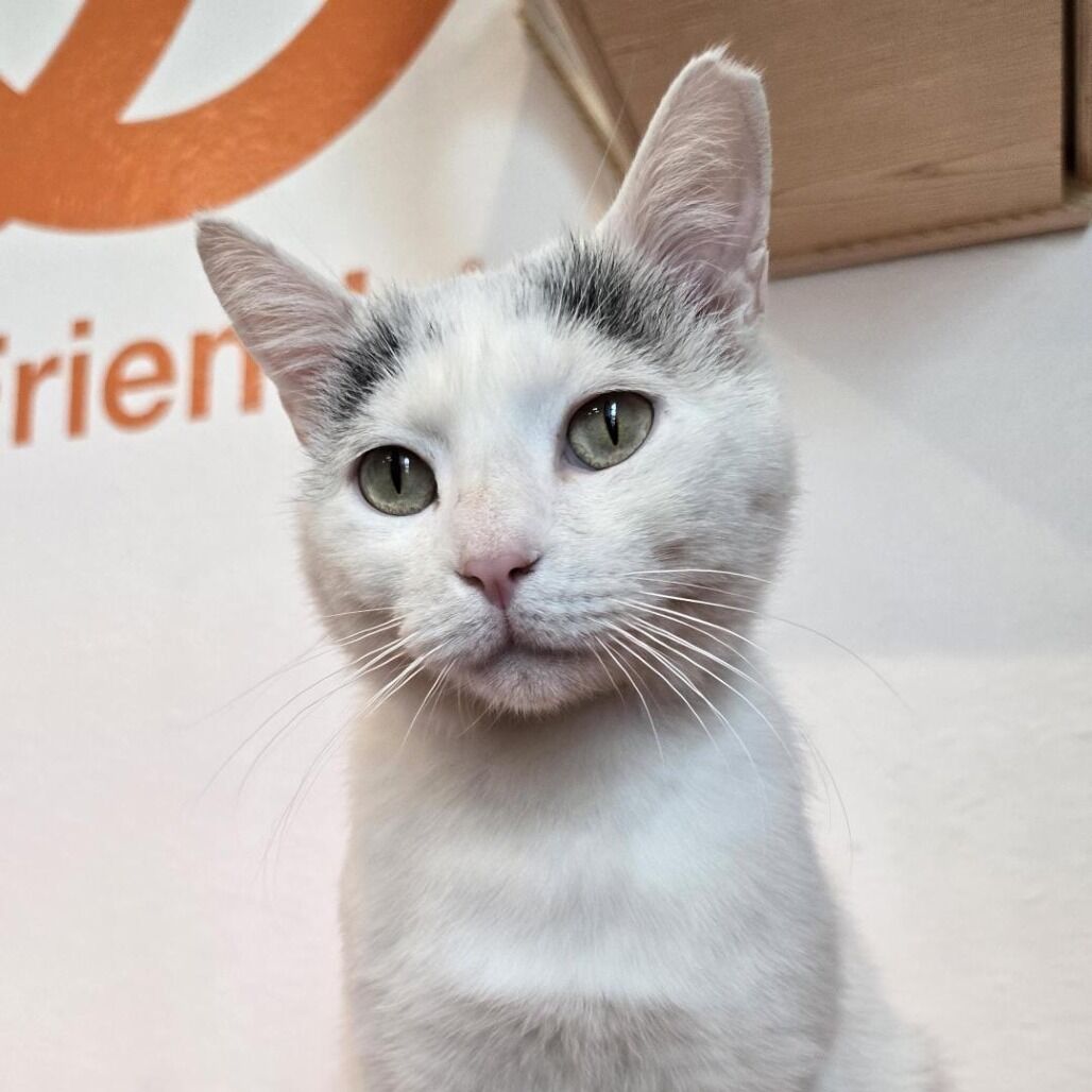 Hello my name is Cuban