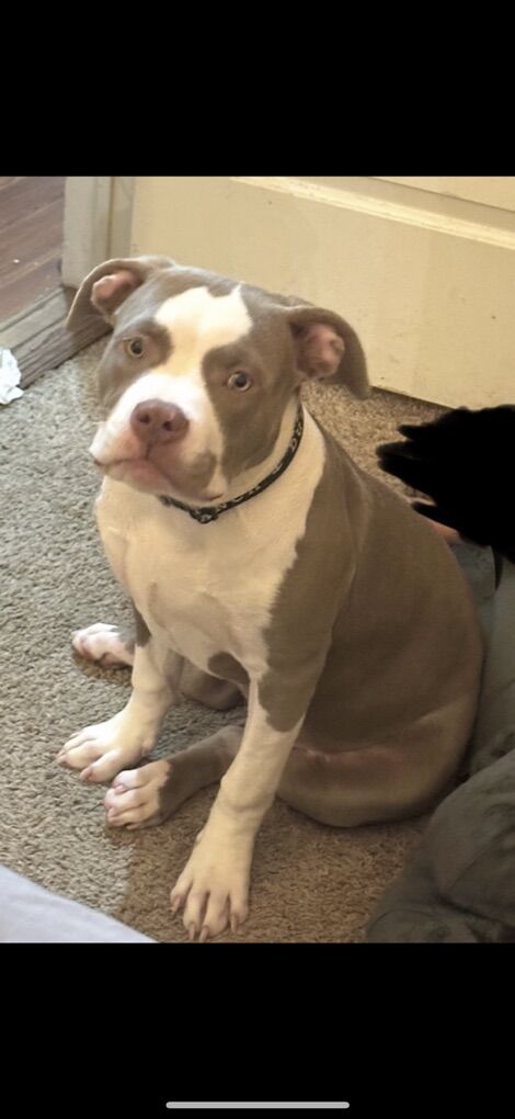 Standard American Bully