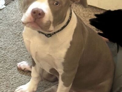 Standard American Bully