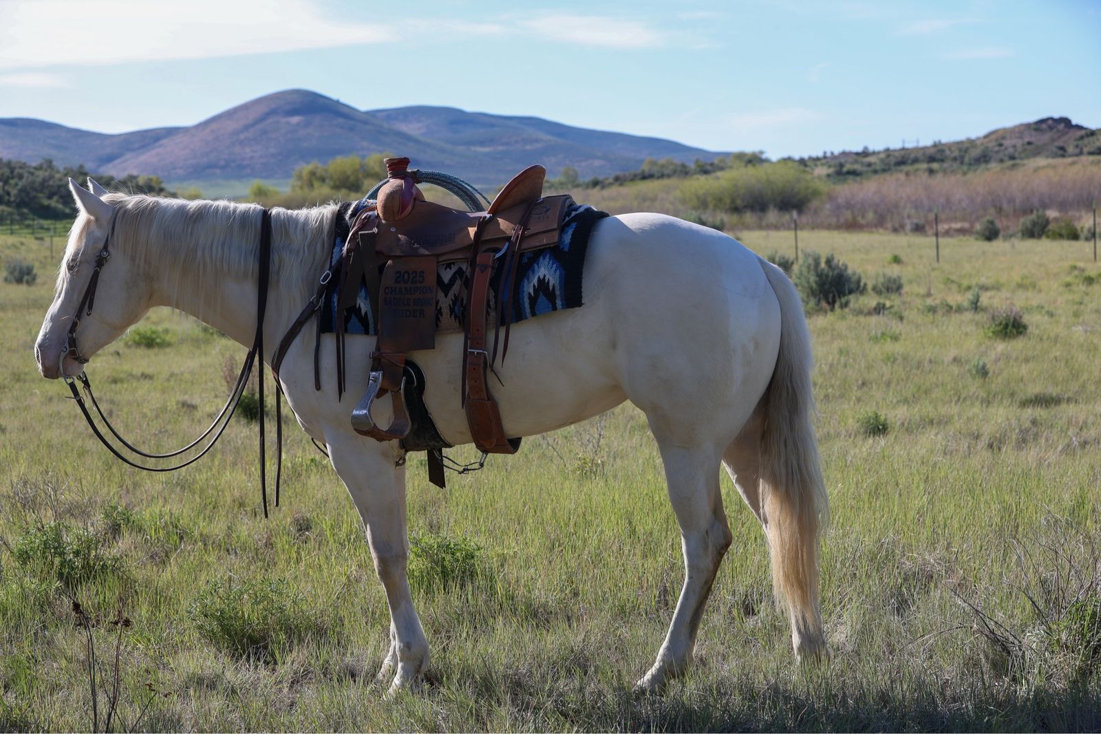 2023 APHA Perlino filly