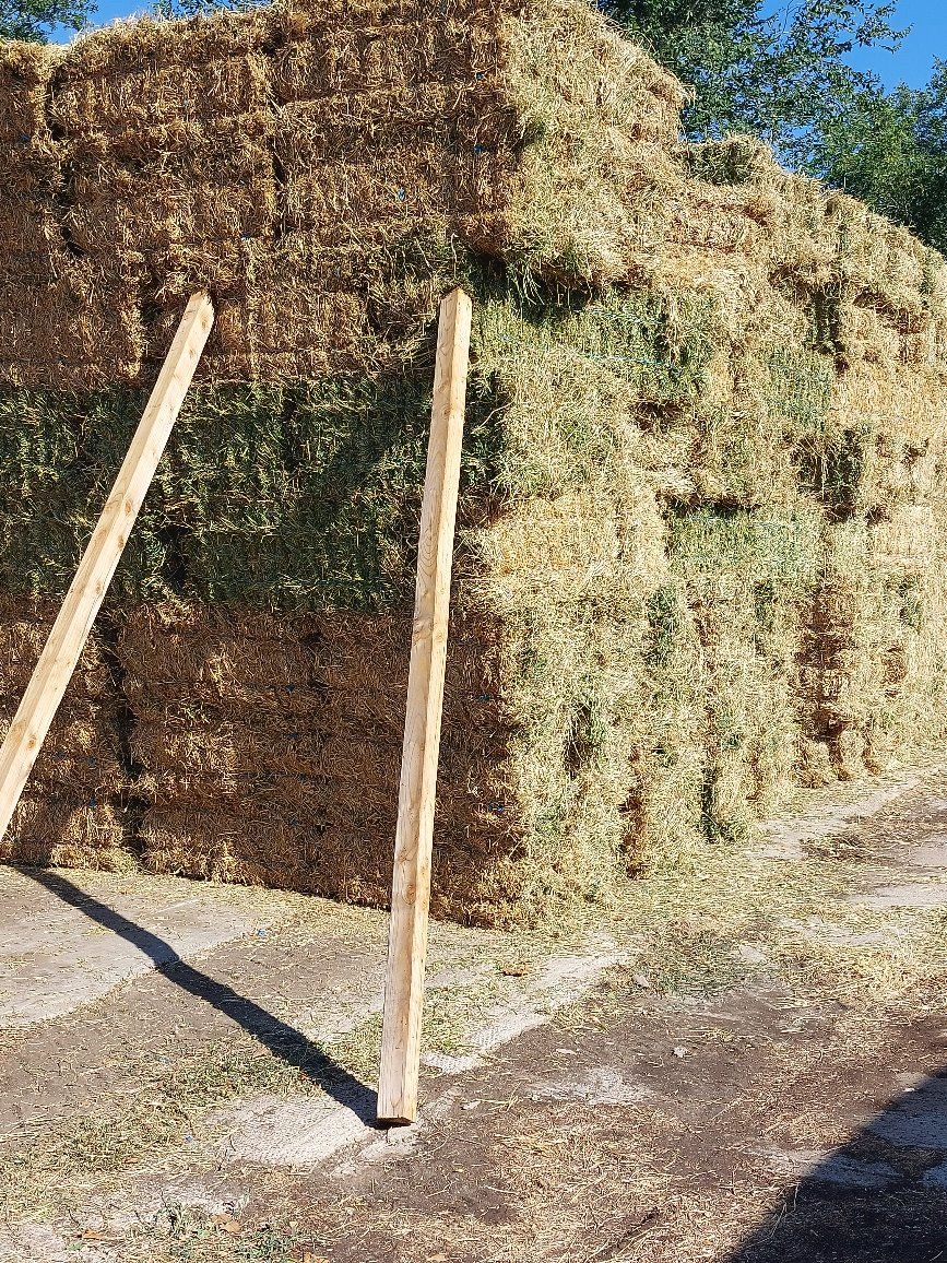 Alfalfa hay